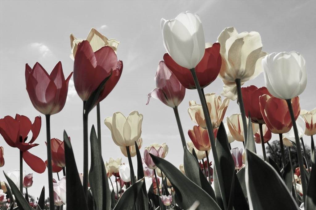 bukiet z tulipanów jak zrobić